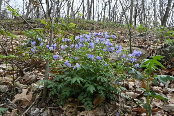 Jacob's Ladder - Image 2