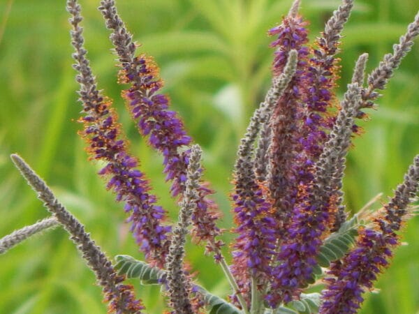 Leadplant - Image 2