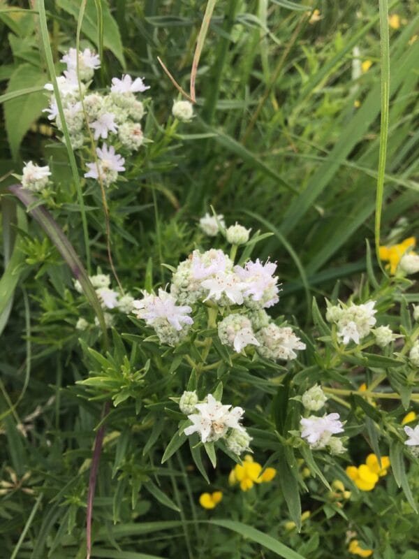 Mountain Mint - Image 2
