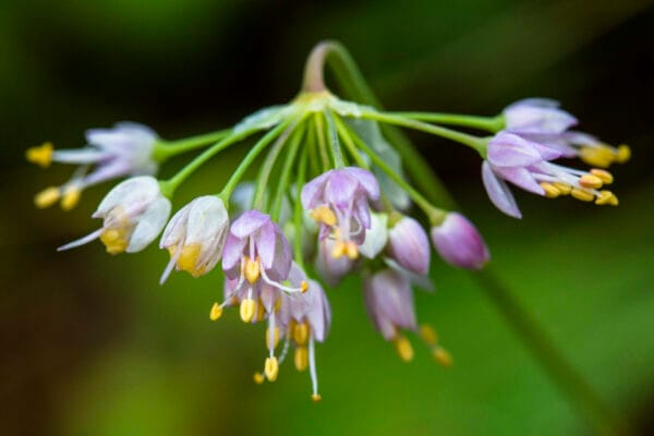 Nodding Onion - Image 3