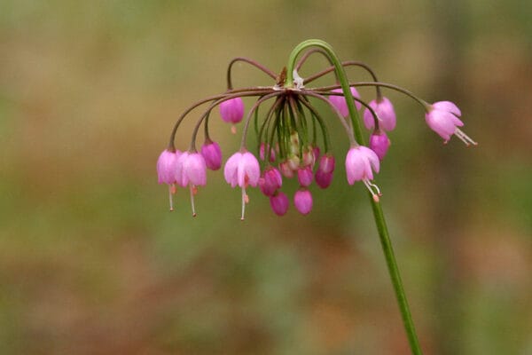 Nodding Onion - Image 2