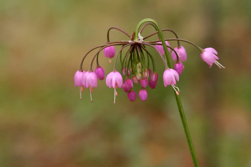 Nodding Onion - Image 2