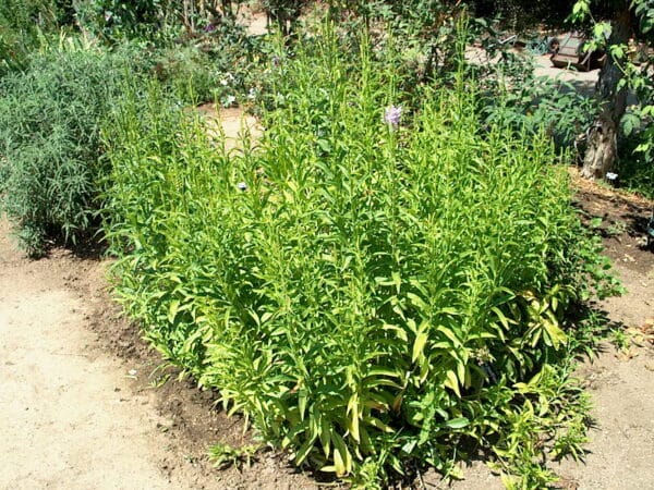 Obediant Plant - Image 2