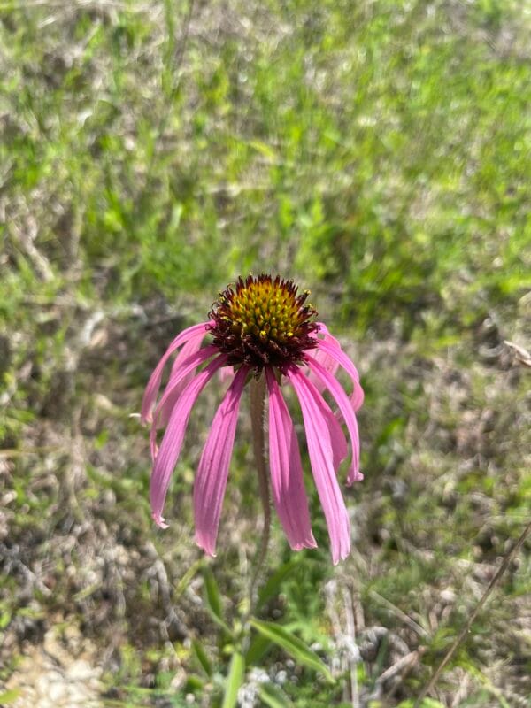 Pale Purple Coneflower - Image 2