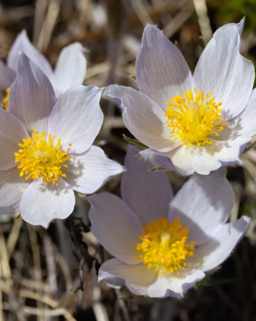 Pasque Flower