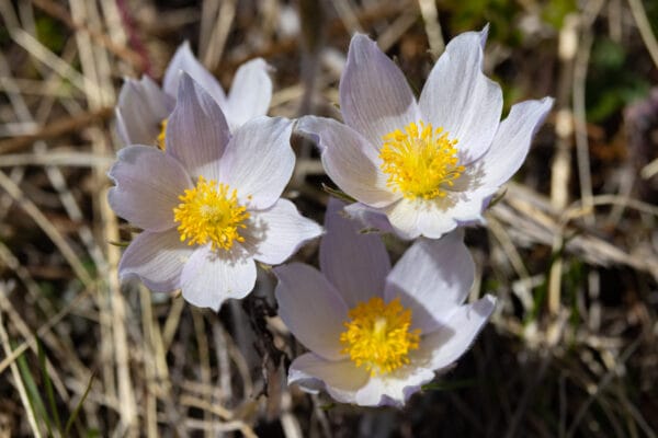 Pasque Flower