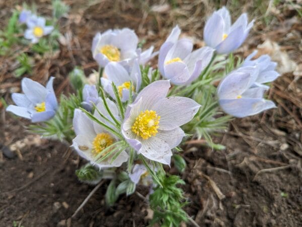 Pasque Flower - Image 2