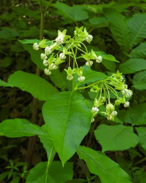 Poke Milkweed