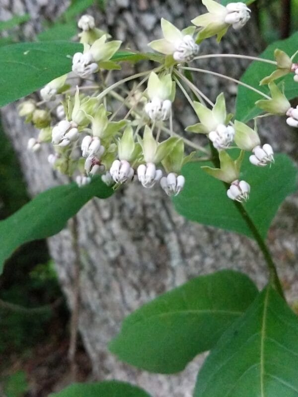 Poke Milkweed - Image 2