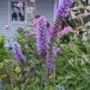 Prairie Blazingstar