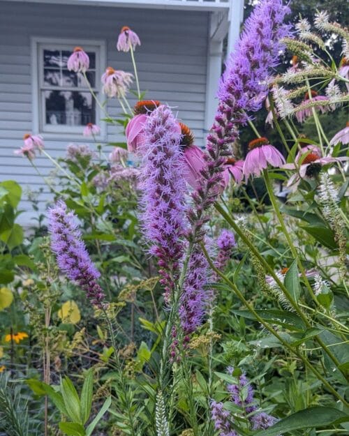 Prairie Blazingstar