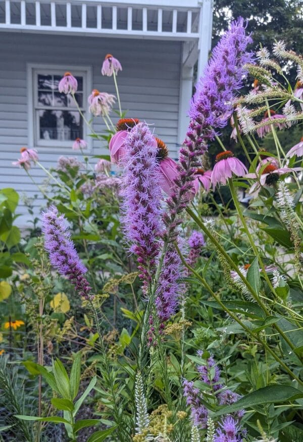 Prairie Blazingstar