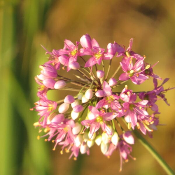 Prairie Onion