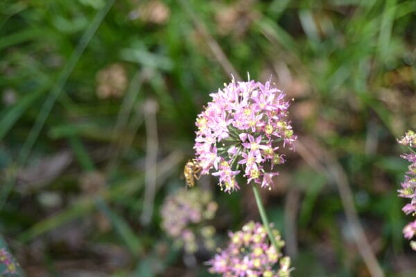 Prairie Onion - Image 2