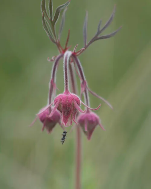 Prairie Smoke