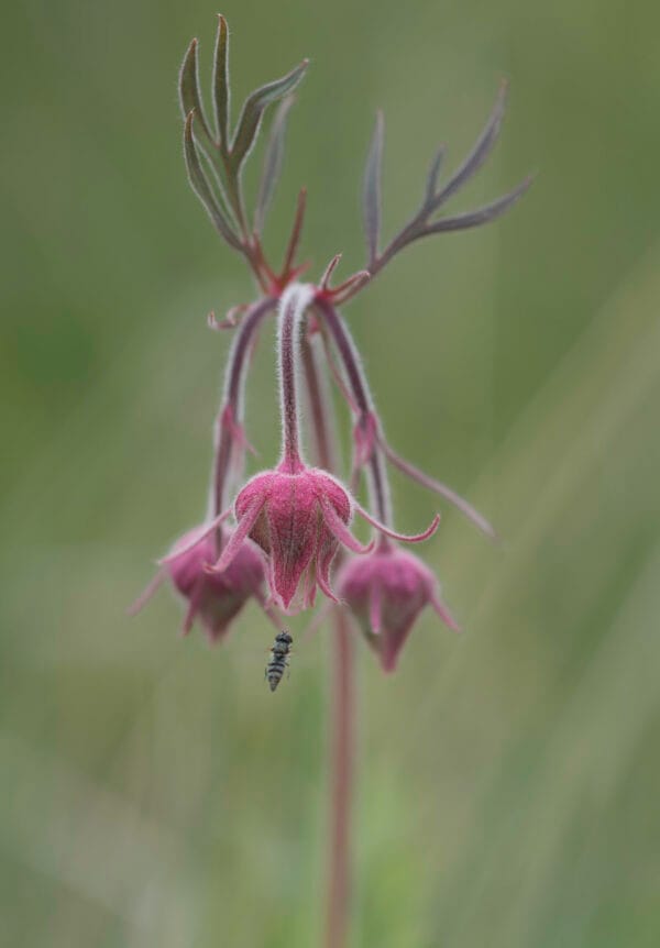 Prairie Smoke