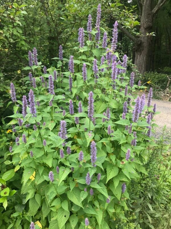 Purple Giant Hyssop - Image 2