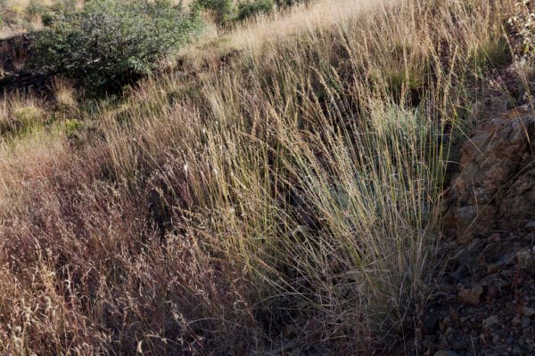 Side-oats Grama - Image 2