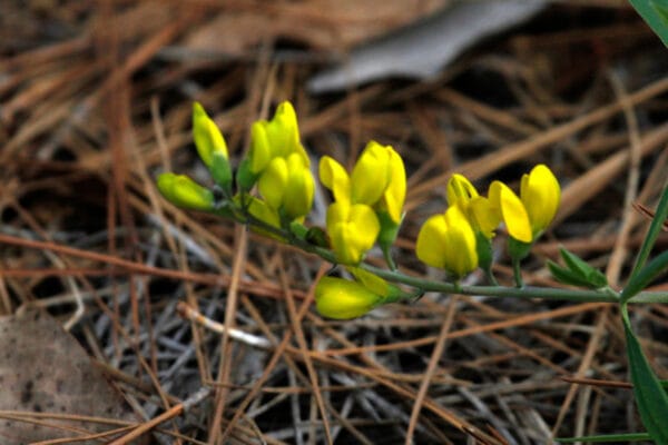 Small Yellow Wild Indigo - Image 2