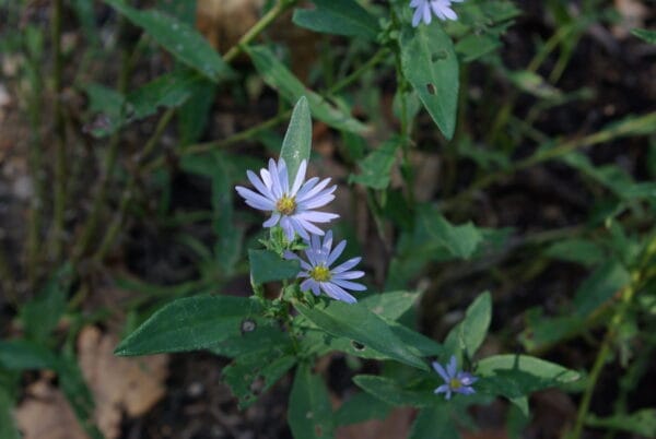 Smooth Blue Aster - Image 2