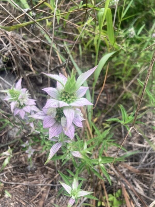 Spotted Bee Balm - Image 2