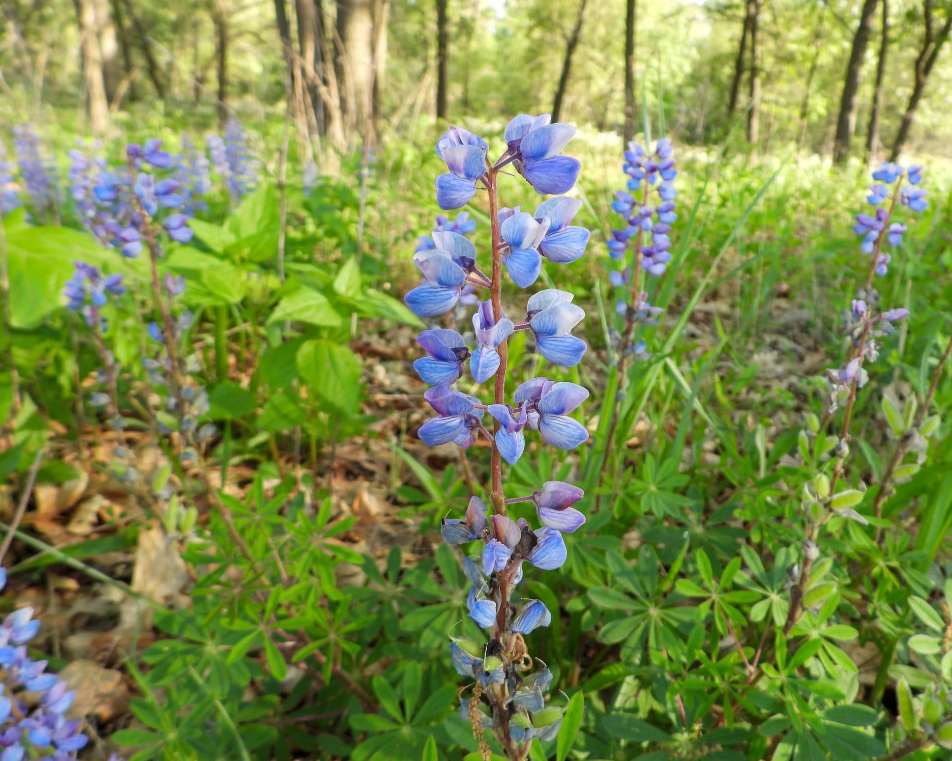 Rusty Patched Bumble Bee Bundle - 6 Pack - Image 3