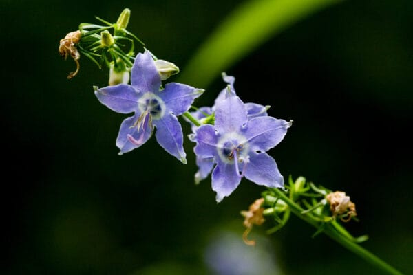 Tall Bellflower - Image 2