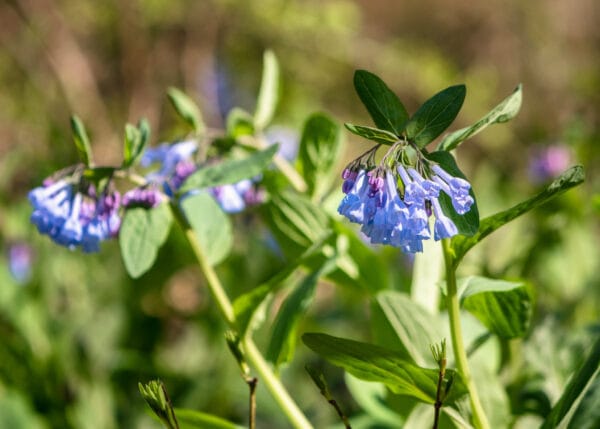 Virginia Bluebells - Image 2