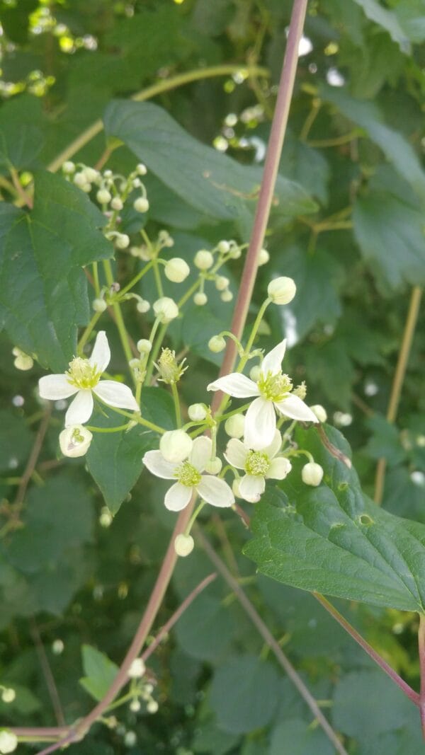 Virgin's Bower - Image 2