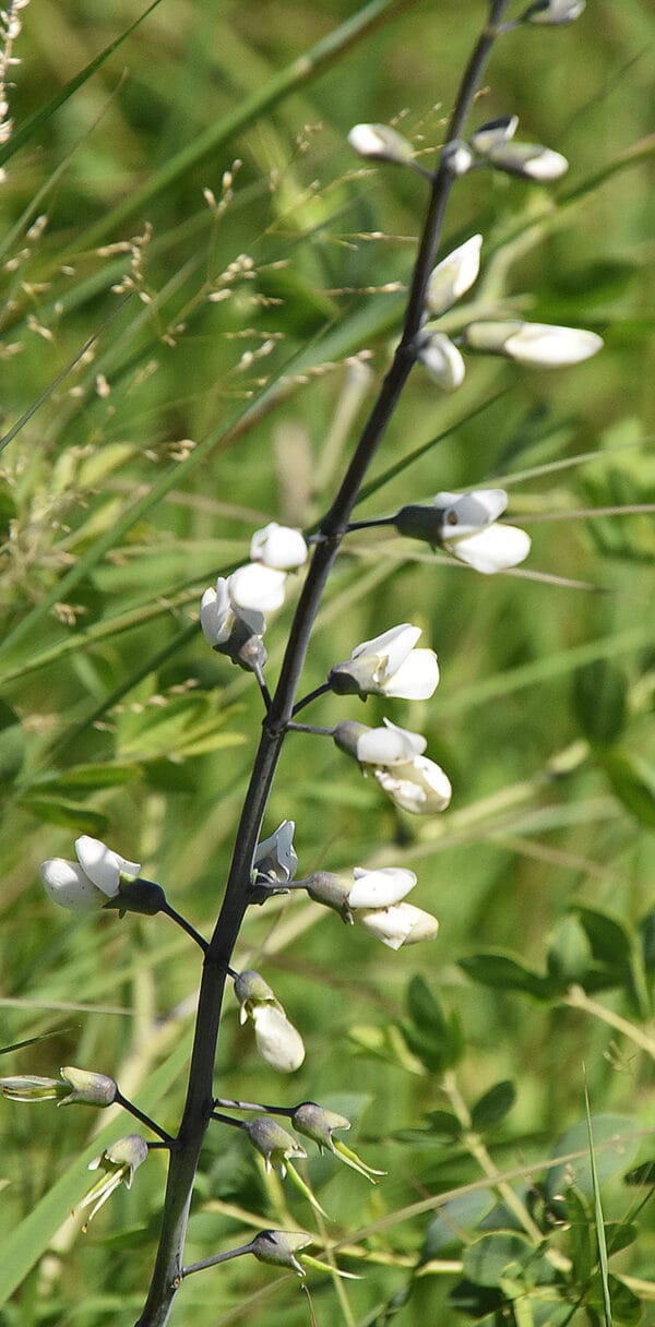 White False Indigo - Image 2