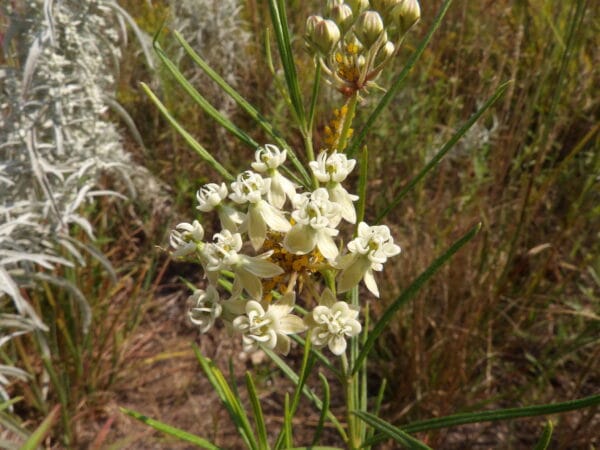 Whorled Milkweed - Image 2