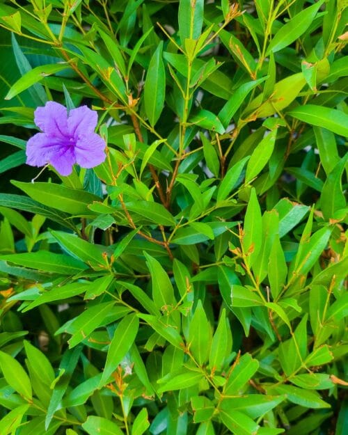 Wild Petunia