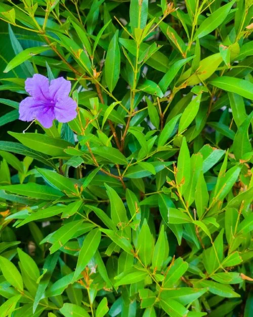 Wild Petunia