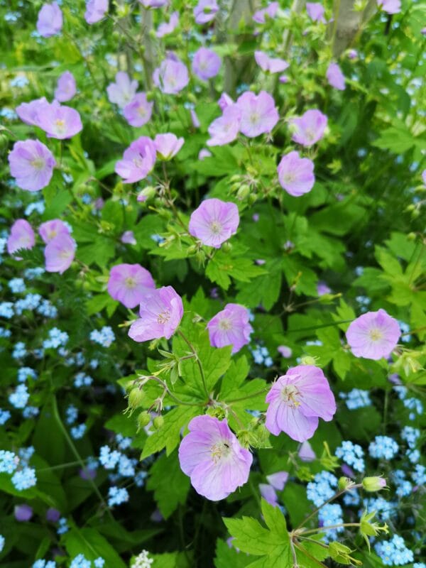 Wild Geranium - Image 2
