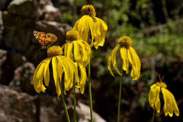 Wild Golden Glow - Image 2