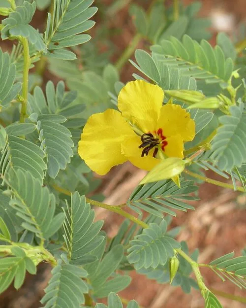 Partridge Pea