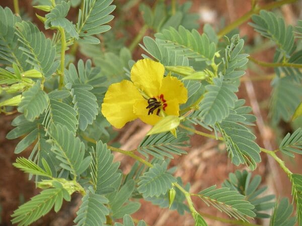 Partridge Pea