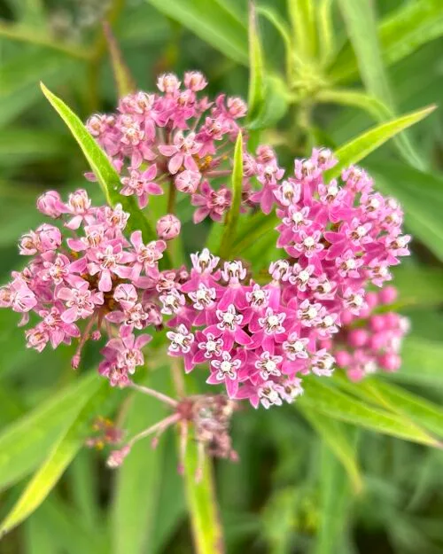 Rose Milkweed