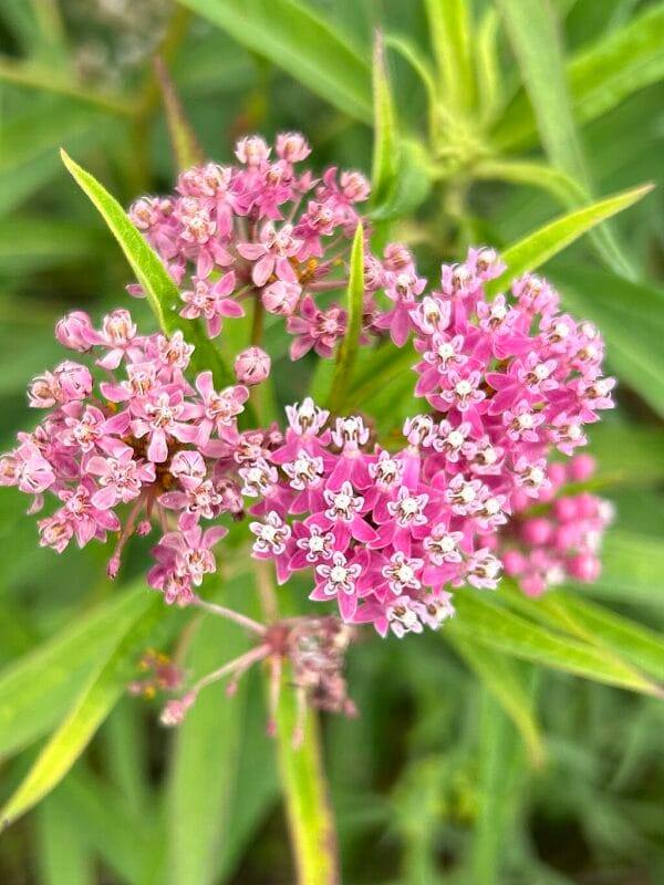 Rose Milkweed