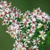 Calico Aster