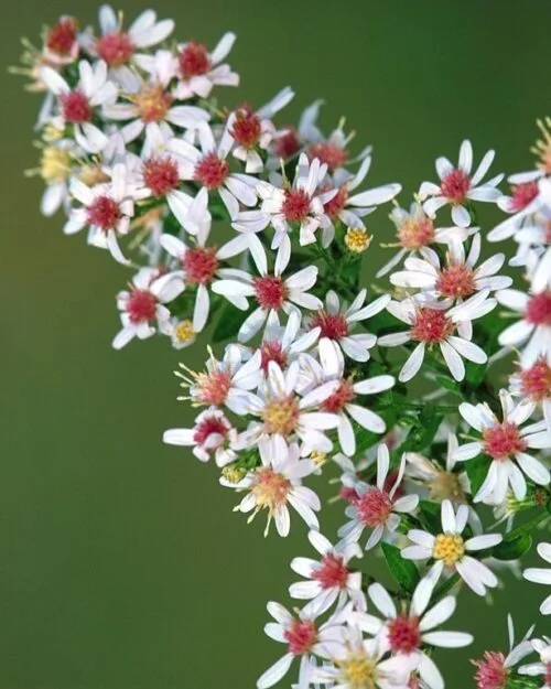 Calico Aster