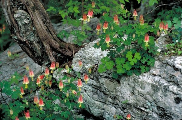 Columbine - Image 2