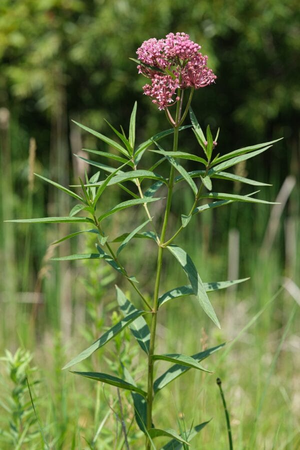 Rose Milkweed - Image 2