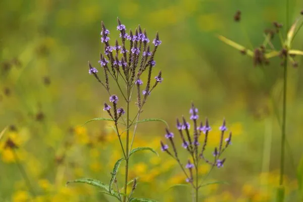 Blue Vervain