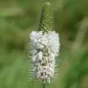 White Prairie Clover