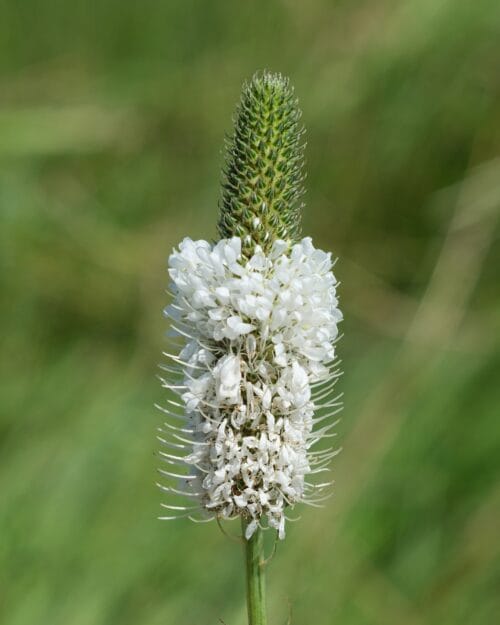 White Prairie Clover