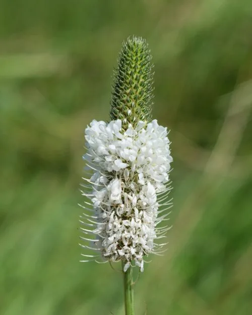 White Prairie Clover