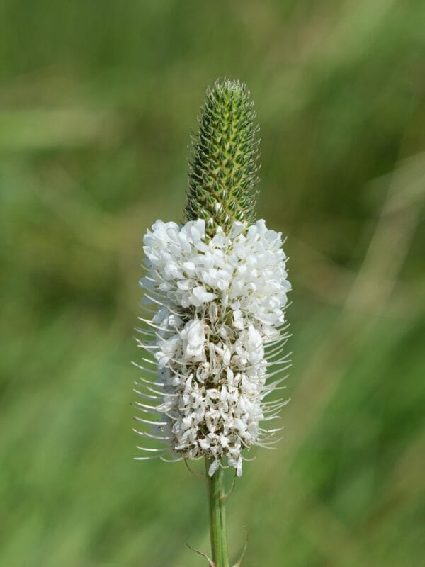 White Prairie Clover