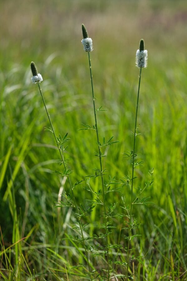 White Prairie Clover - Image 2
