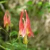Columbine